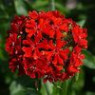 Silene (campion) seeds