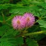Mimosa seeds