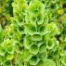Moluccella seeds
