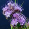 Phacelia seeds