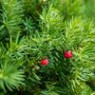 Yew seeds