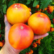 Насіння томату «Сором'язлива наречена»