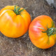 Насіння томату «Сором'язлива наречена»
