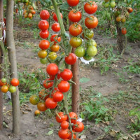 Tomato seeds «Healthy life» 