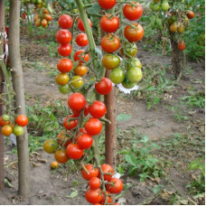 Tomato seeds «Healthy life» 