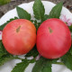 Насіння томату «Новий великий гном»