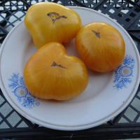 Tomato seeds «Delta diver» 