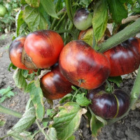 Семена томата «Озарк восход»