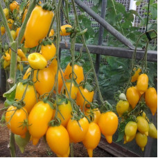 Tomato seeds «Golden Canary» 