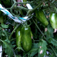 Насіння томату «Зелена сосиска»