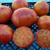 Семена томата «Старый огонь»