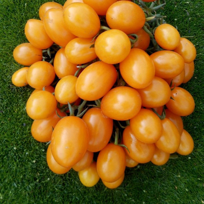 Tomato seeds «Yellow date fruit» 