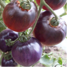 Tomato seeds «Blue pits» 