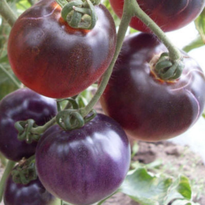 Tomato seeds «Blue pits» 