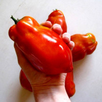 Семена томата «Джерси гигант»