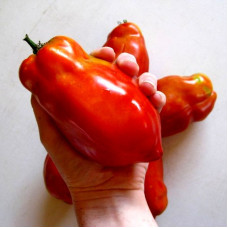 Насіння томату «Джерсі гігант»
