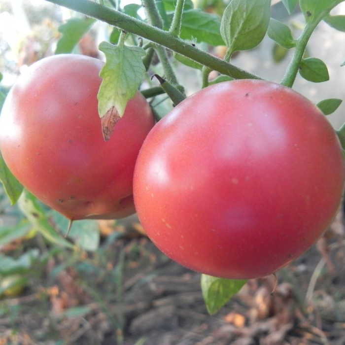 Tomato seeds «Glacier» 