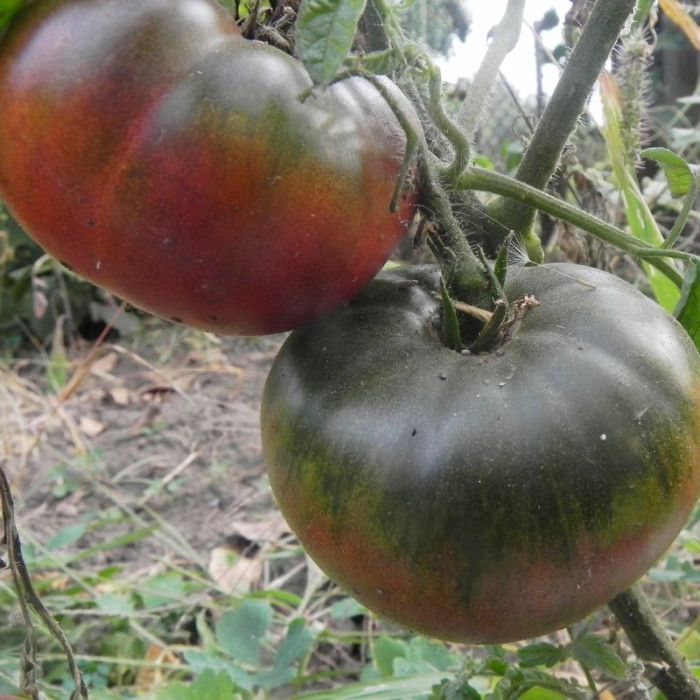 Семена томата «Арбуз черный»