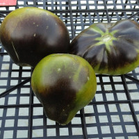 Tomato seeds «Flanders contrast» 