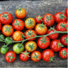 Tomato seeds «Barberry» 