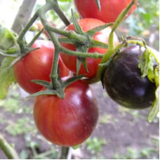Насіння томату «Карлик смугастий балканський тигр»
