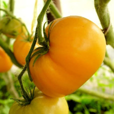 Tomato seeds «Loxton lad» 