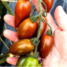 Насіння томату «Томаріндо мультиколор»
