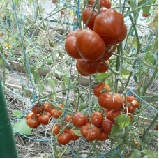 Tomato seeds «Canaries» 