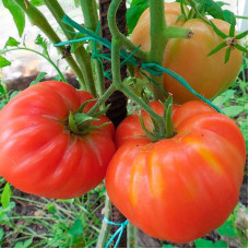 Насіння томату «Безрозмірний»