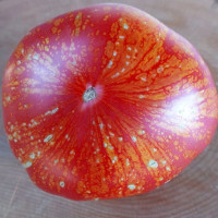 Tomato seeds «Firework pink» 