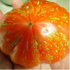 Tomato seeds «Fireworks orange» 