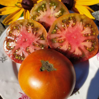Tomato seeds «Mulatto» 