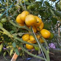 Насіння томату «Білий айсберг»