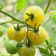 Насіння томату «Супер Білосніжка»