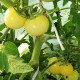 Tomato seeds «Super snow white» 