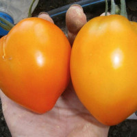 Tomato seeds «Ilini's gold» 