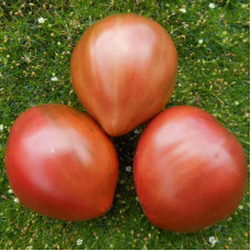 Tomato seeds «Dwarf purple heart» 