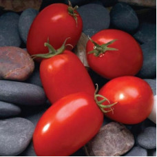 Tomato seeds «Marianna» F1