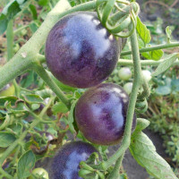 Tomato seeds «Purple Haze» 