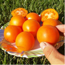 Tomato seeds «Peach orange» 