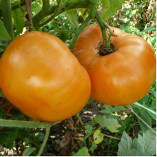 Насіння томату «Амана оранж»