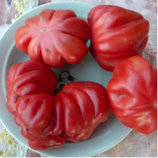 Tomato seeds «Tlakolula» 