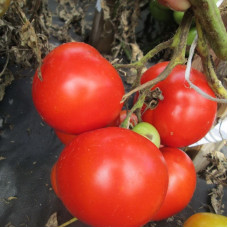 Tomato seeds «Mimosa» 