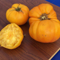 Tomato seeds «Church yellow» 