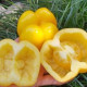 Насіння томату «Ілюзія»
