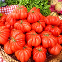 Tomato seeds «Beauty Lottringa» 