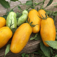 Насіння томату «Бананові ноги»