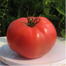 Насіння томату «Брендівайн з Хорватії»