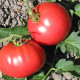 Tomato seeds «Marlowe Charleston» 