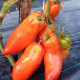 Tomato seeds «Sarnowski Polish Plum» 